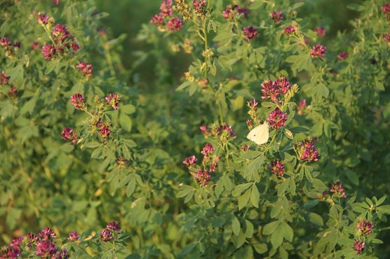 Wetterbild (Foto: agl)