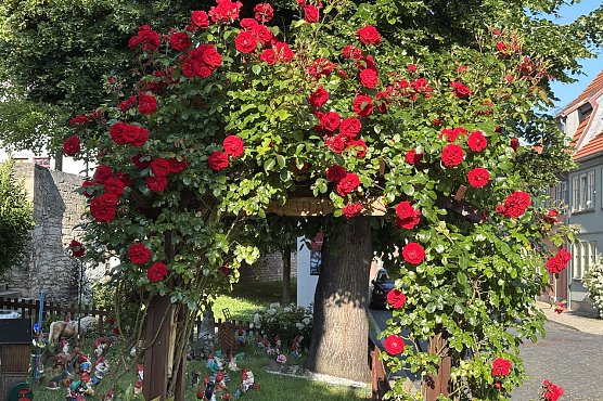 In der Rosenstadt Bad Langensalza (Foto: oas) In der Rosenstadt Bad Langensalza (Foto: oas)