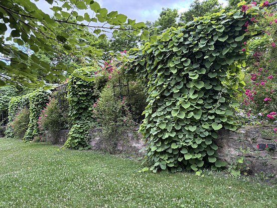 Stadtmauerbepflanzung Bad Langensalza (Foto: oas)