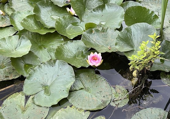 Heute örtlich Gewitter möglich (Foto: oas) Heute örtlich Gewitter möglich (Foto: oas)