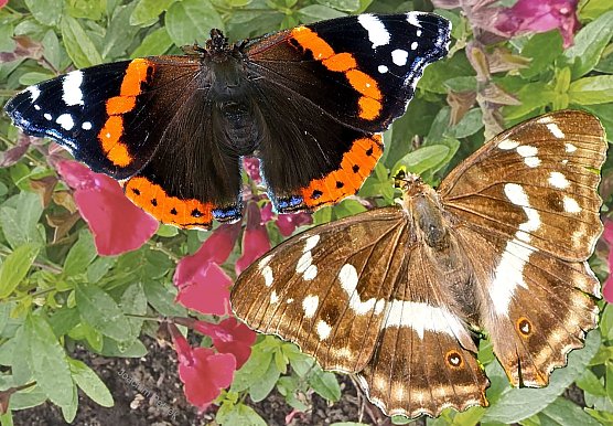 Admiral der Gattung Vanessa atalanta (Foto: Joachim Retzek)