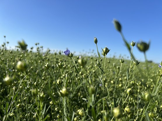 Flachsblüte bei Leimbach (Foto: Susanne Thümel) Flachsblüte bei Leimbach (Foto: Susanne Thümel)