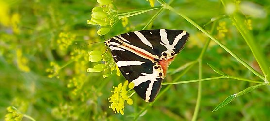 Falter Russischer Bär, auch als Spanische Flagge bekannt (Foto: Steffen Liesegang) Falter Russischer Bär, auch als Spanische Flagge bekannt (Foto: Steffen Liesegang)