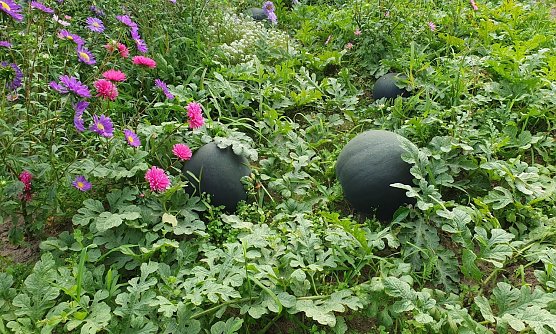 Wassermelonen im Spreewald (Foto: Manuela Rieger) Wassermelonen im Spreewald (Foto: Manuela Rieger)