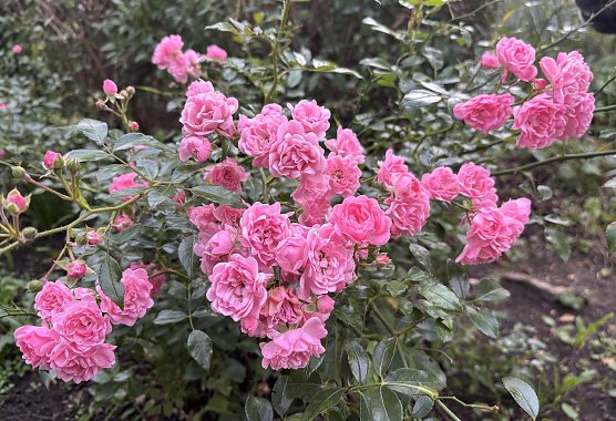 Hochsommer voraus an diesem Wochenende (Foto: oas)