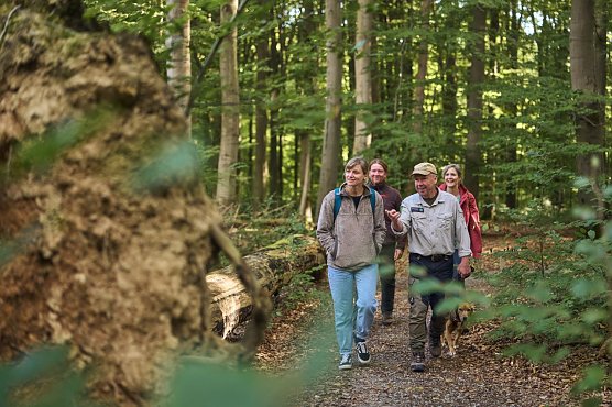 Durch umgeworfene B&auml;ume entsteht Raum f&uuml;r neues Leben. Im Nationalpark sind sie kein Zeichen von Zerst&ouml;rung, sondern Ausdruck nat&uuml;rlicher Dynamik. Insbesondere w&auml;hrend und nach St&uuml;rmen st&uuml;rzen alte oder abgestorbene B&auml;ume zu Boden. Daher sollte zur eigenen Sicherheit bei Sturm generell auf einen Waldbesuch verzichtet werden.  (Foto: Tino Sieland)