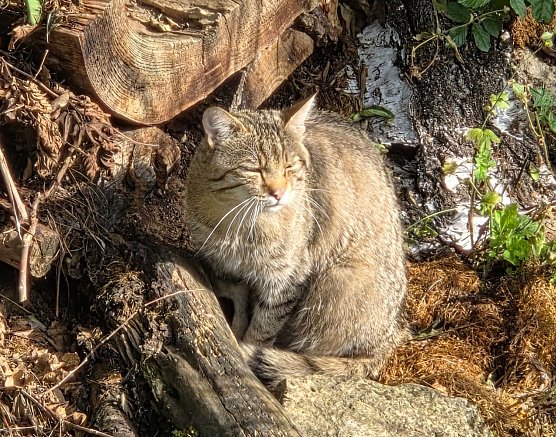 Wildkatze in die Herbstsonne blinzelnd (Foto: Katrin Vogel)