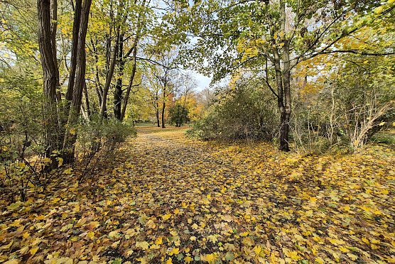 Der Herbst im Park (Foto: K.Knittel)