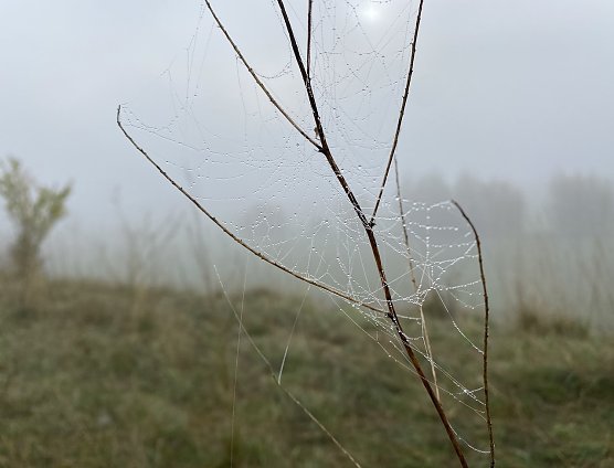 Ruhiges, nebliges Herbstwetter erwartet (Foto: oas) Ruhiges, nebliges Herbstwetter erwartet (Foto: oas)