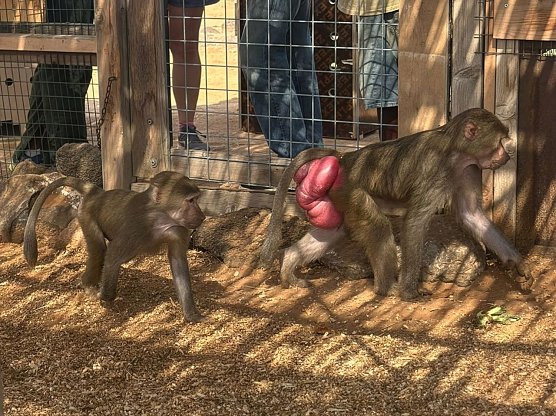Sadoon (links) in seiner neue Heimat mit einem Pavianweibchen (Foto: DHL)