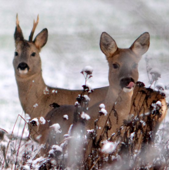 Rehe im Schnee (Foto: Nancy Lüdecke) Rehe im Schnee (Foto: Nancy Lüdecke)