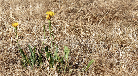 Das Jahr 2025 war in Th&uuml;ringen von Trockenheit gepr&auml;gt, Symbolbild (Foto: Myriams-Fotos/pixabay.com)