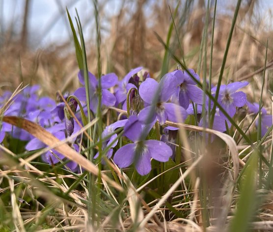 Symbolbild Fr&uuml;hling (Foto: ssc)