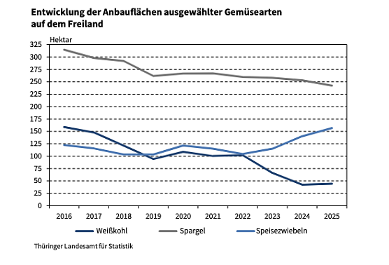 Anbaufl&auml;che der drei wichtigsten Gem&uuml;se in Th&uuml;ringen.  (Foto: Grafik: Statistisches Landesamt)