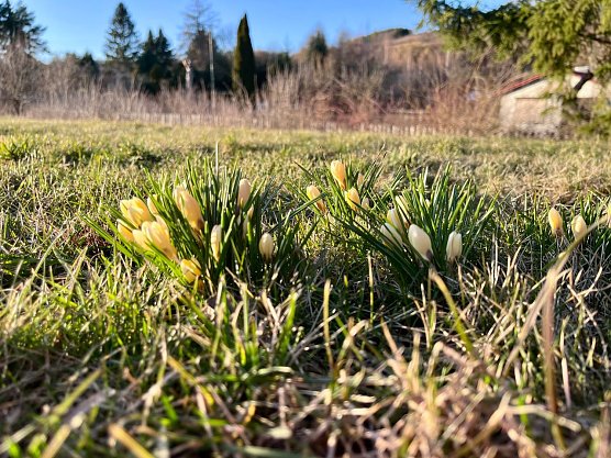 Symbolbild Fr&uuml;hling (Foto: ssc)