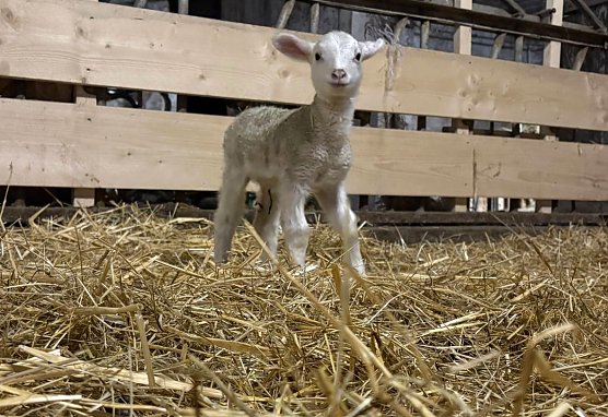 Der erste Nachwuchs in der Landschaftspflegeherde der Natura 2000-Station Unstrut-Hainich/Eichsfeld: ein Leineschaf-Lamm (Foto: Julius Greif)