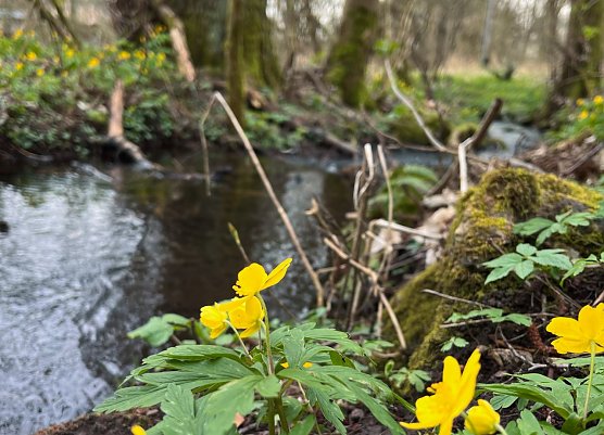 Symbolbild Frühling (Foto: ssc) Symbolbild Frühling (Foto: ssc)