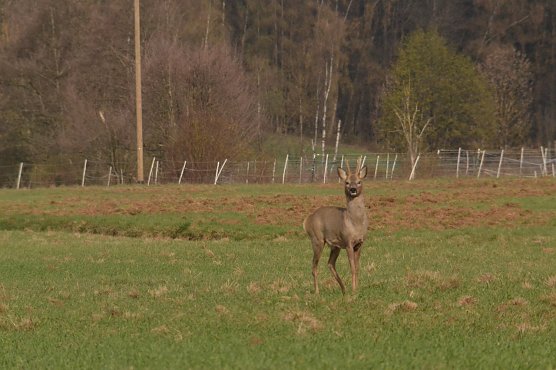 Rehbock in Ellrich (Foto: Nancy L&uuml;decke)