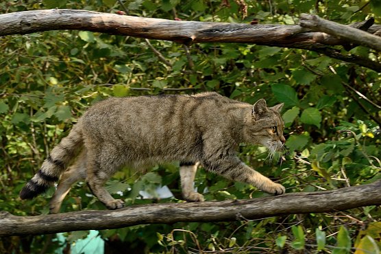 Wildkatze im Wildkatzendorf Hütscheroda (Foto: Thomas Stephan) Wildkatze im Wildkatzendorf Hütscheroda (Foto: Thomas Stephan)