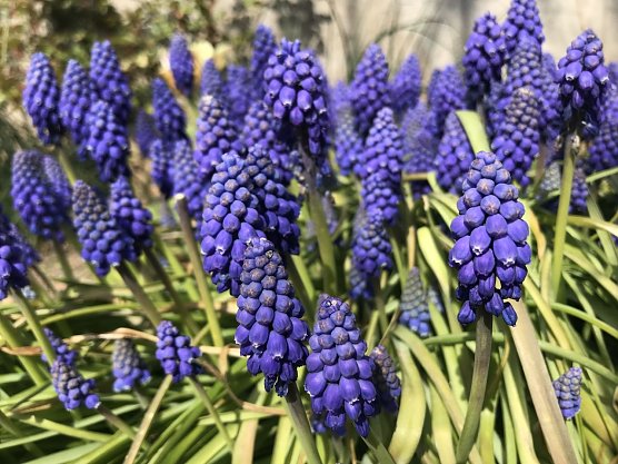 Symbolbild Fr&uuml;hling (Foto: agl)