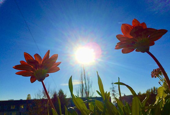 Bild: Zwei Blumen im Gegenlicht mit einer Sonne in der Mitte 