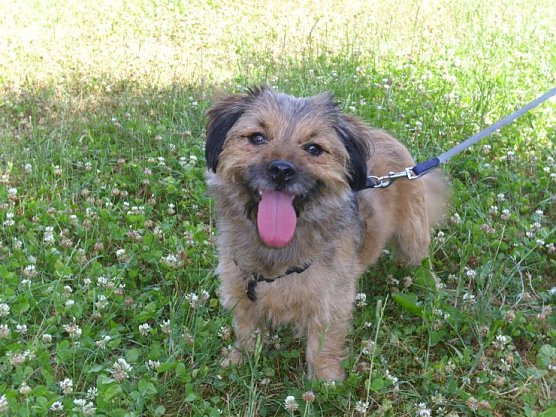 Strolch (Foto: C. Knust)