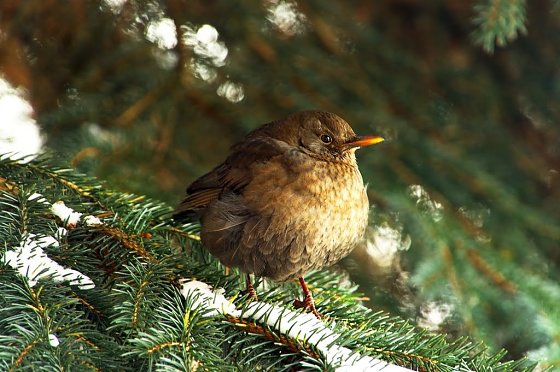 Bild: Wetter-Bild (Amsel)