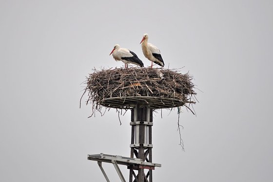 Bild: Wei&szlig;storchenpaar in Merkers