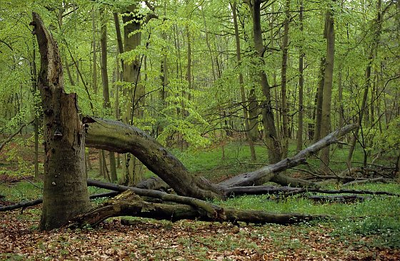 Bild: Rotbuchenwald