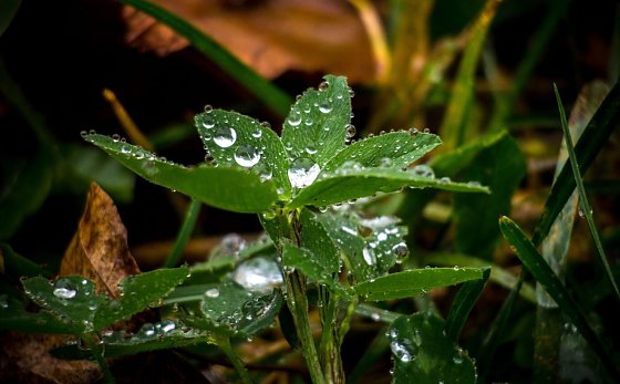 Bild: Wetter-Bild