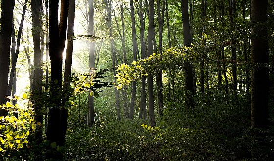 Bild: Wetter-Bild