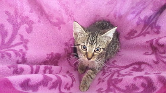 Bild: Der kleine Schmuser