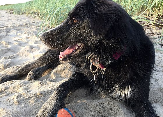 Bild: Grunds&auml;tzlich sind Hunde ideale Reisebegleiter, wenn die Reise zu ihren Bed&uuml;rfnissen passt.