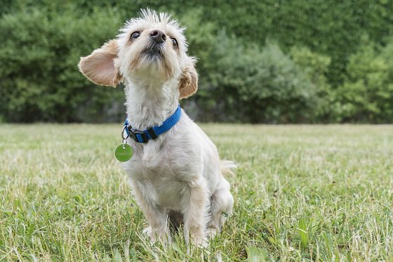 Bild: Hund mit FINDEFIX-Plakette