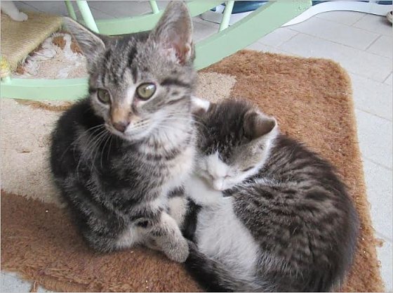 Bild: Katzen 