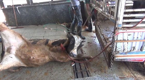Bild: Gequ&auml;lte Tiere bei Transporten