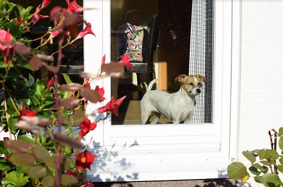 Bild: Hund