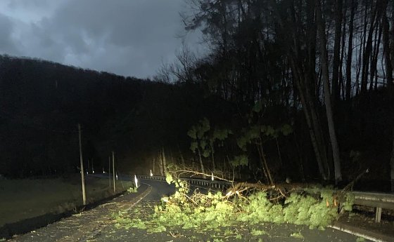 Bild: Baum umgefallen