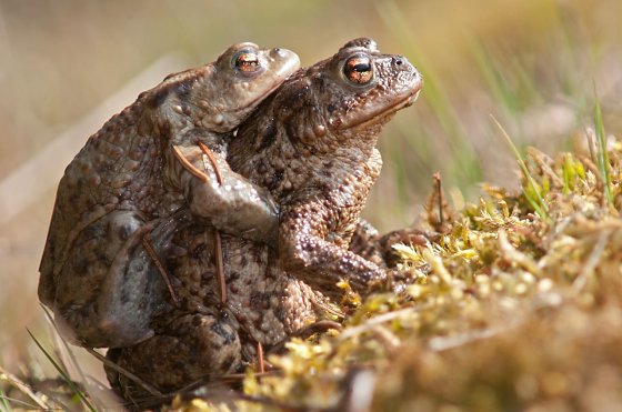 Bild: Wanderung und Paarung