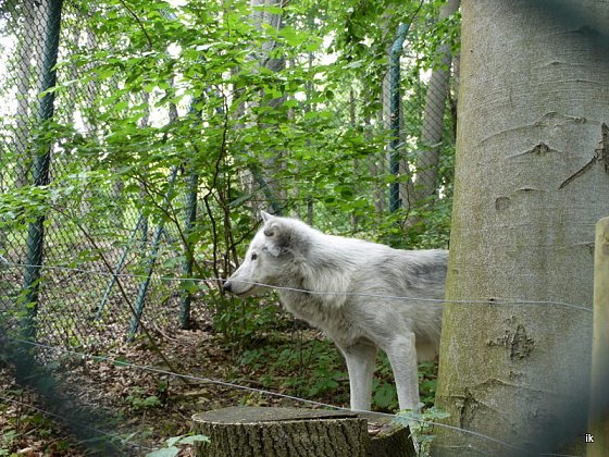 Bild: Wolf im B&auml;renpark