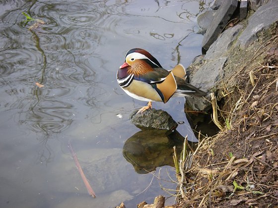 Bild: Die V&ouml;gel finden kaum noch R&uuml;ckzugsm&ouml;glichkeiten