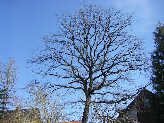 Bild: Auch im Winter macht das Symbol auf dem Richteberg was her.