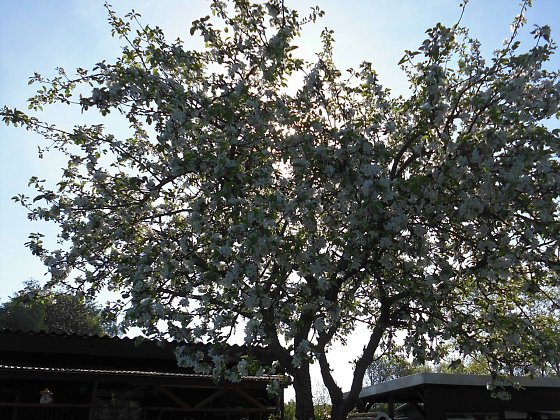 Bild: Apfelbl&uuml;te