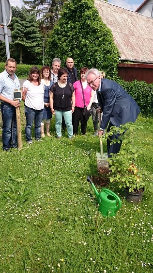 Bild: Baum gepflanzt