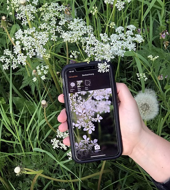 Bild: Einfache Pflanzenbestimmung mit dem Smartphone
