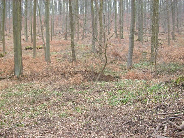 Bild: Der Fundort im Wald