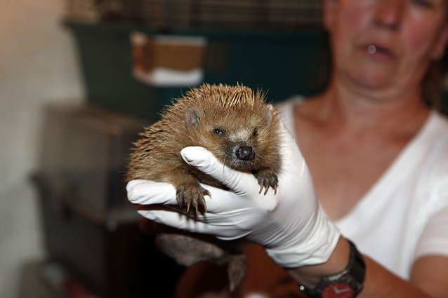 Bild: Igel Hilfe