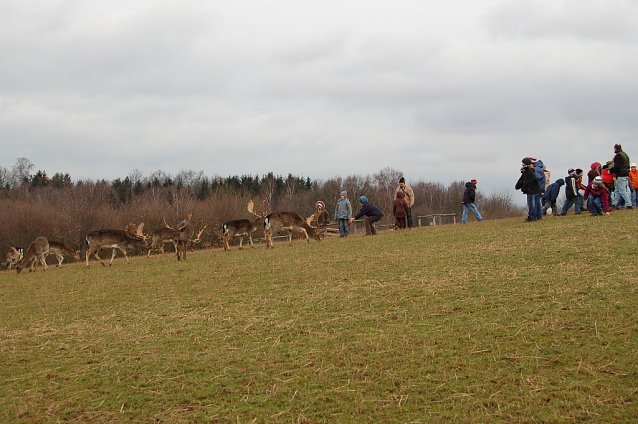 Bild: Damwildf&uuml;tterung im Gut Herbigshagen