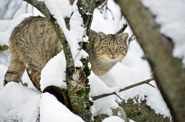 Bild: Wildkatze