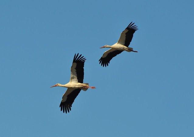 Bild: Storchenpaar im Anflug
